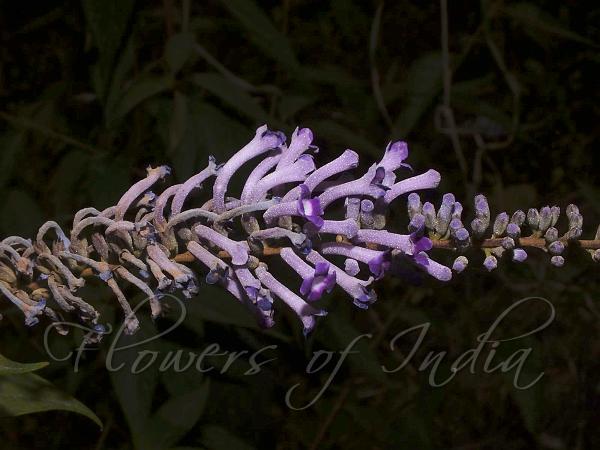 Weeping Butterfly Bush